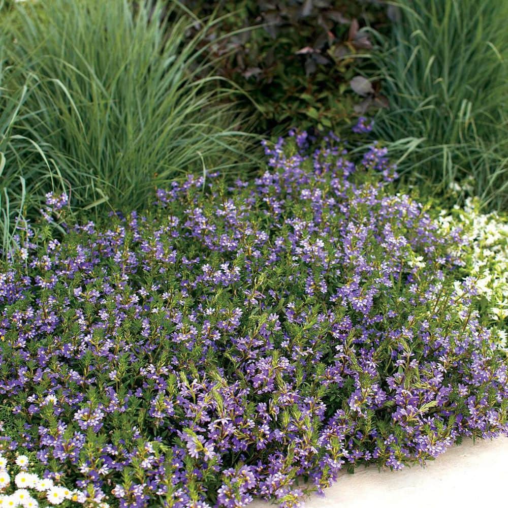 4.25 in. Eco+Grande Whirlwind Blue Fan Flower (Scaevola) Live Plant, Blue-Purple Flowers (4-Pack) - Hercitys