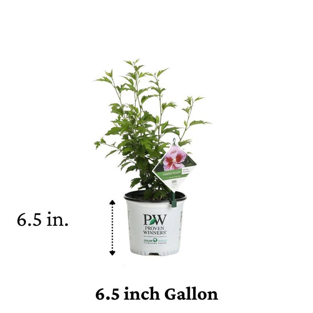 4.5 in. Qt. Purple Pillar Rose of Sharon (Hibiscus) Live Shrub, Purple Flowers - Hercitys