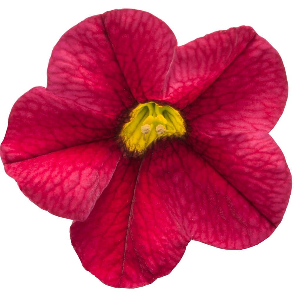 4.25 in. Eco+ Grande Superbells Red (Calibrachoa hybrid) Live Annual Plant with Red Flowers 4-Pack - Hercitys