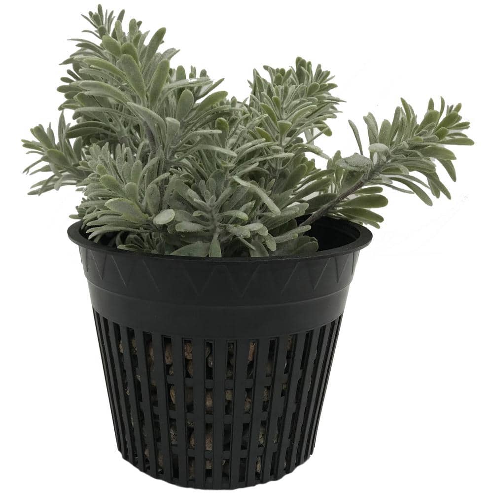 5 in. Black Round Cup with Slotted Black Plastic Mesh Net Pot (25-pack) - Hercitys