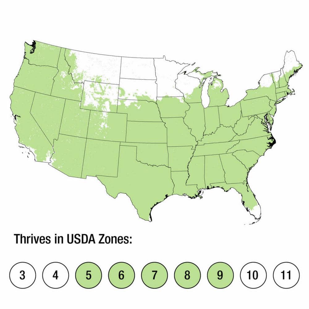 2.5 Qt. Blue Pacific Juniper – Evergreen Groundcover Plant - Hercitys