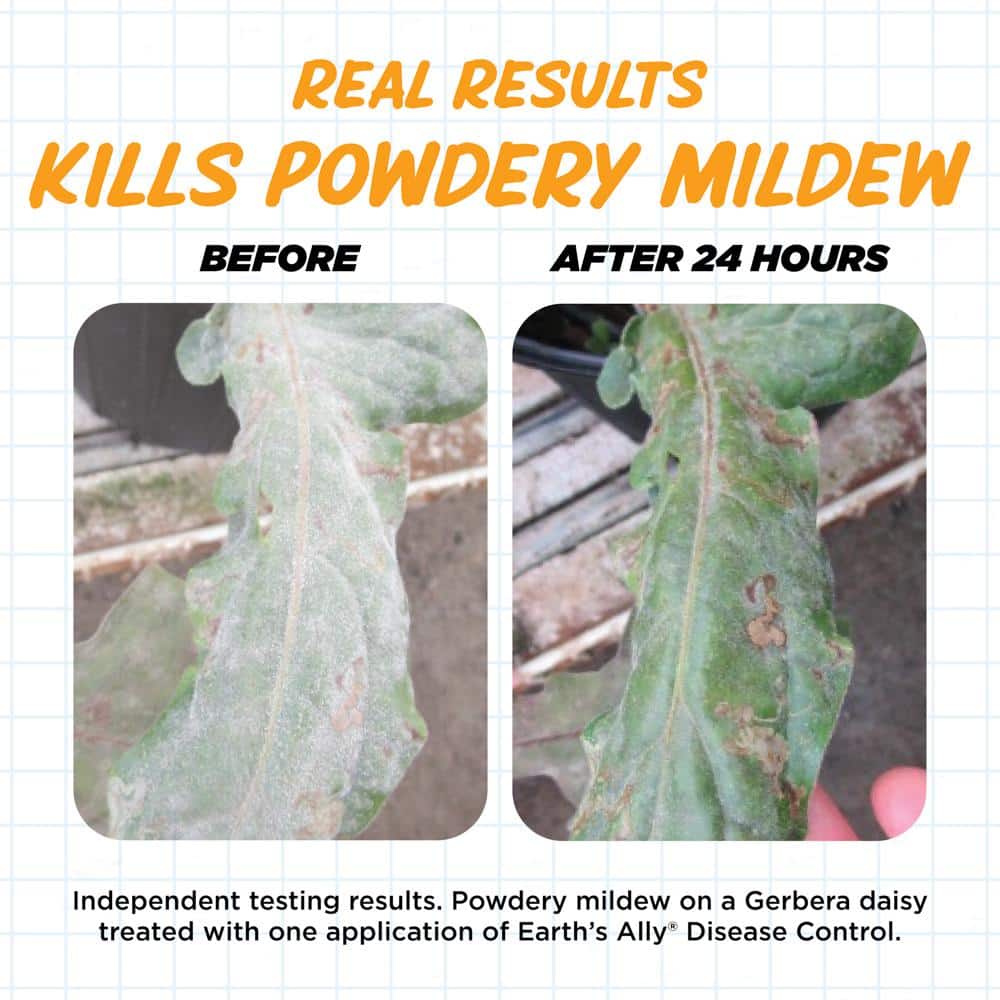 1 qt. Concentrate Fungicide, Disease Control - Hercitys