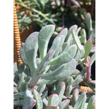 5 in. Oscularia Pedunculata with Mauve Flowers, Succulent Plants in Grower Hanging Pot - Hercitys