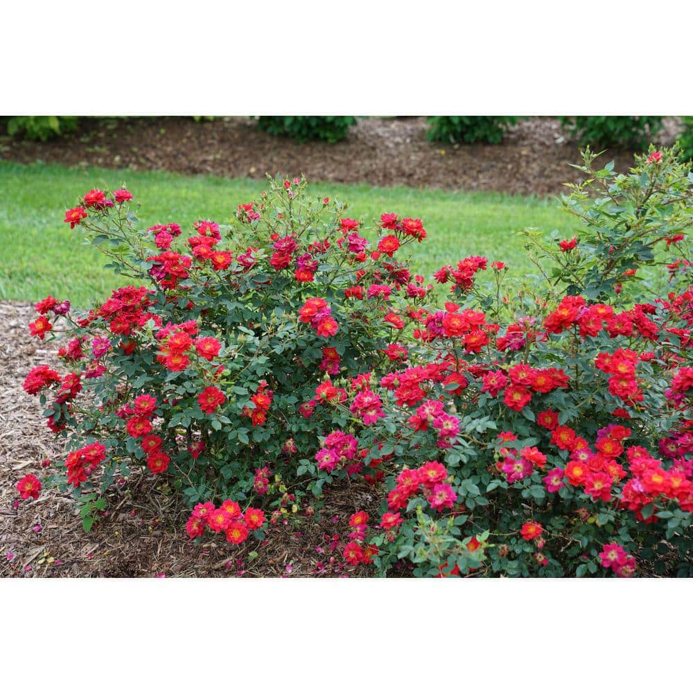 4.5 in. Quart Oso Easy Urban Legend Rose Rosa Live Plant, Red Flowers - Hercitys