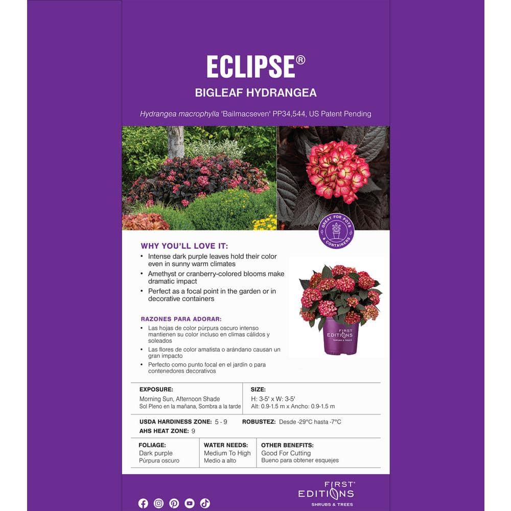2 Gal. Eclipse Hydrangea Shrub with Cranberry Flowers - Hercitys