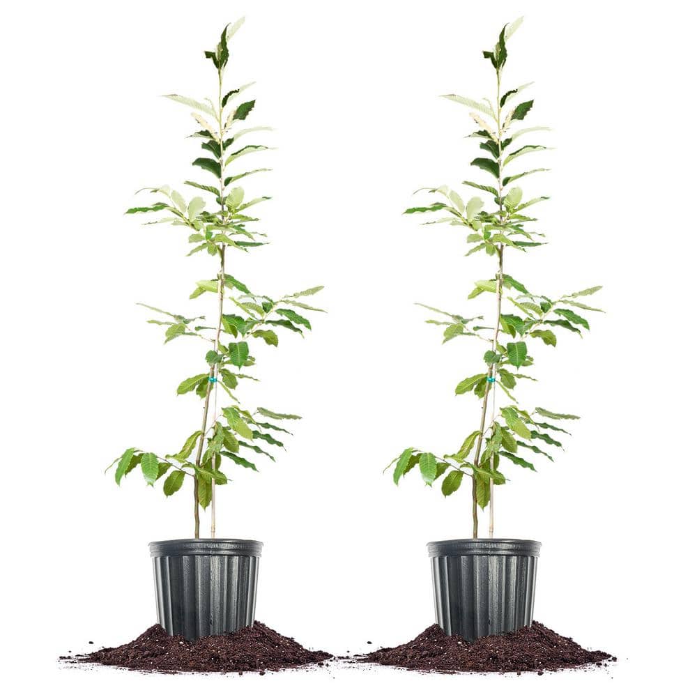 4-5 ft. Tall American Hybrid Chestnut Tree (2-Pack) - Hercitys