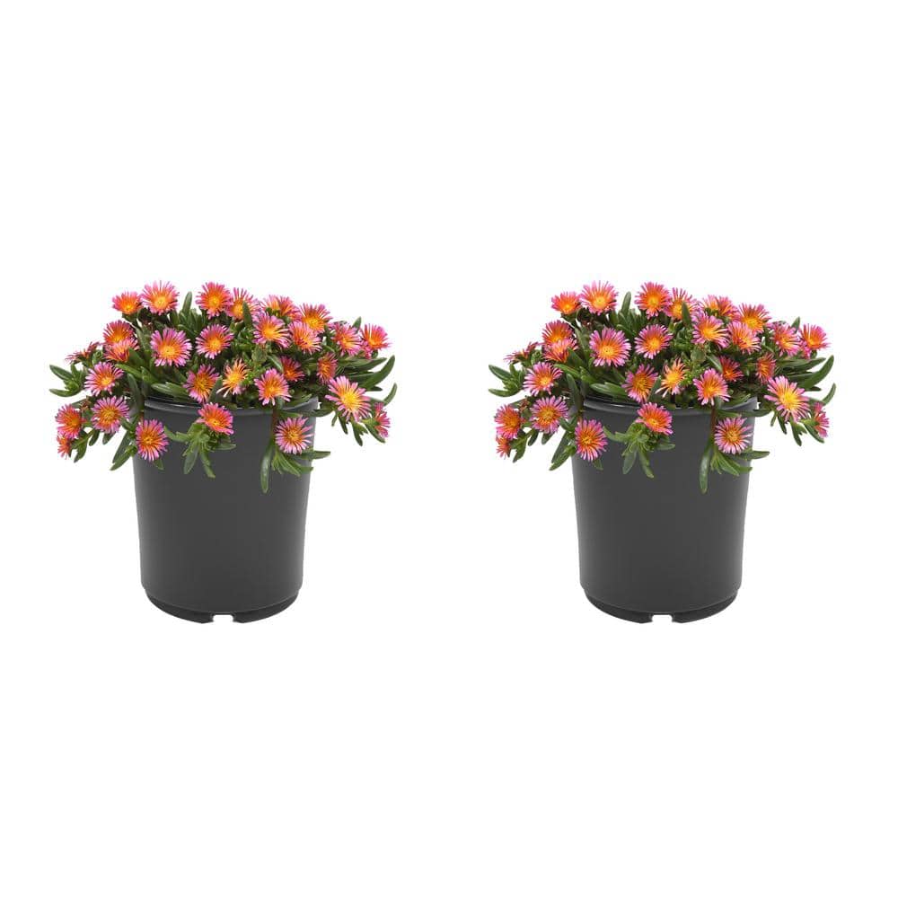 2.5 qt. Delosperma Ocean Sunset Perennial Plant with Orange and Fuchsia Flowers-(2-Pack) - Hercitys