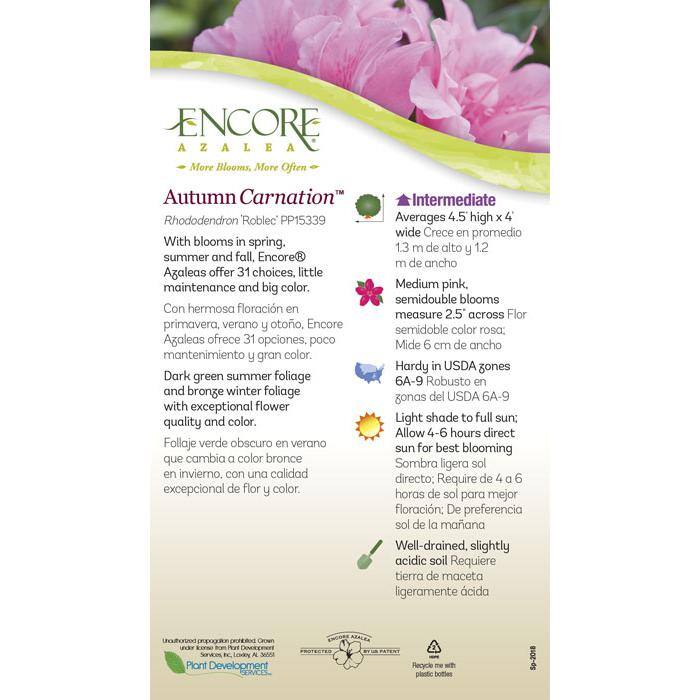 3 Gal. Autumn Carnation Reblooming Azalea Shrub with Pink Flowers - Hercitys