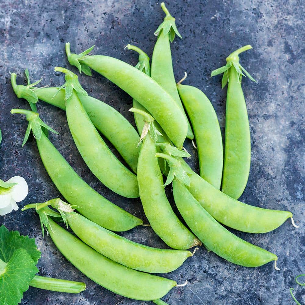 0.50 lb. Snap Pea Sugar Ann (Seed Packet) - Hercitys