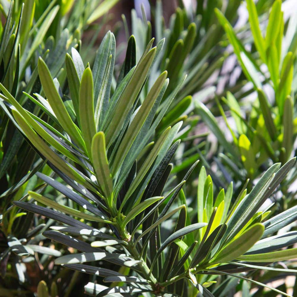 2.5 Gal. Pringles Dwarf Podocarpus Macrophyllus Live Evergreen Shrub - Hercitys