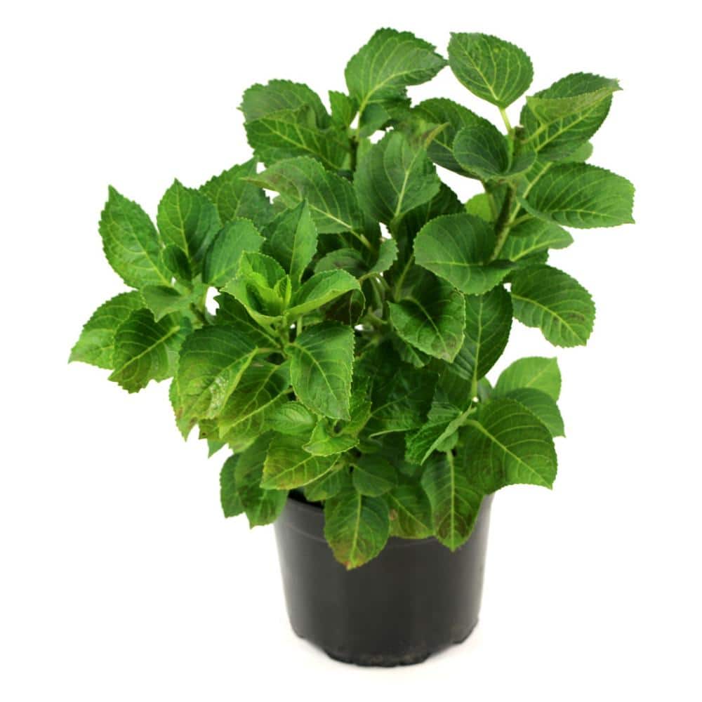 2 Gal. Hydrangea Violet Crown Shrub with Purple Flowers - Hercitys