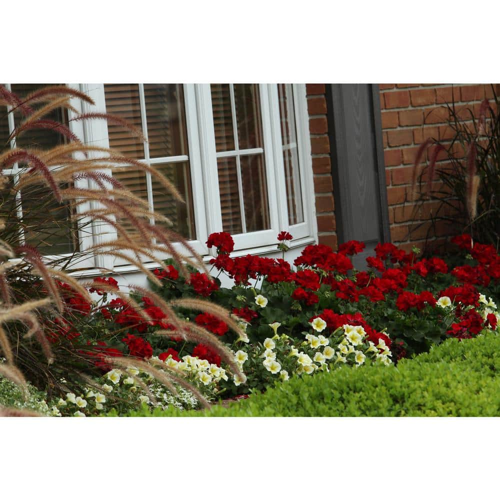 4.25 in. Eco+Grande Boldly Dark Red Geranium (Pelargonium) Live Plant, Red Flowers (4-Pack) - Hercitys