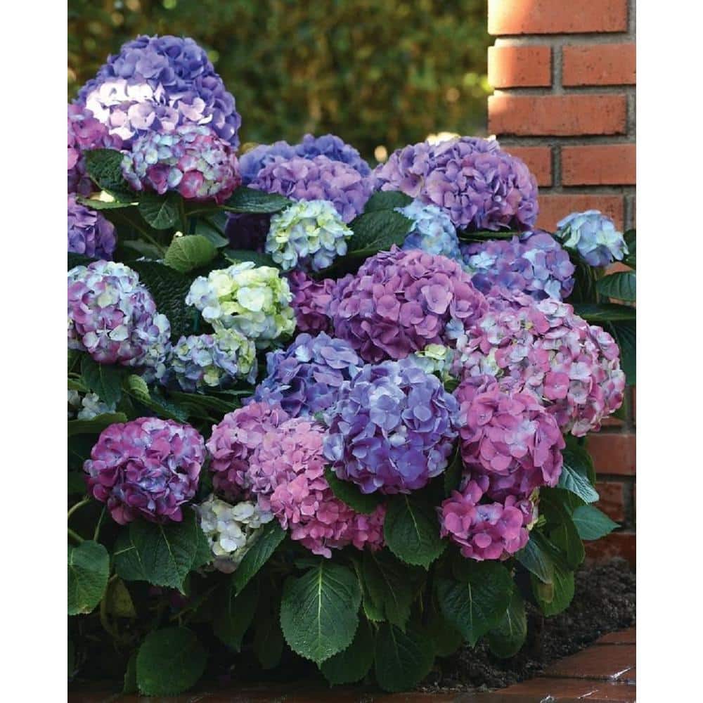 3 Gal. L.A. Dreamin Hydrangea (macrophylla) Live Multi-Colored Flowering Shrub with Pink, Blue, and Lavender Flowers - Hercitys