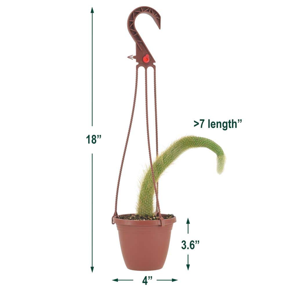 4 in. Monkey Tail Cactus in Brown Plastic Hanging Basket - Hercitys