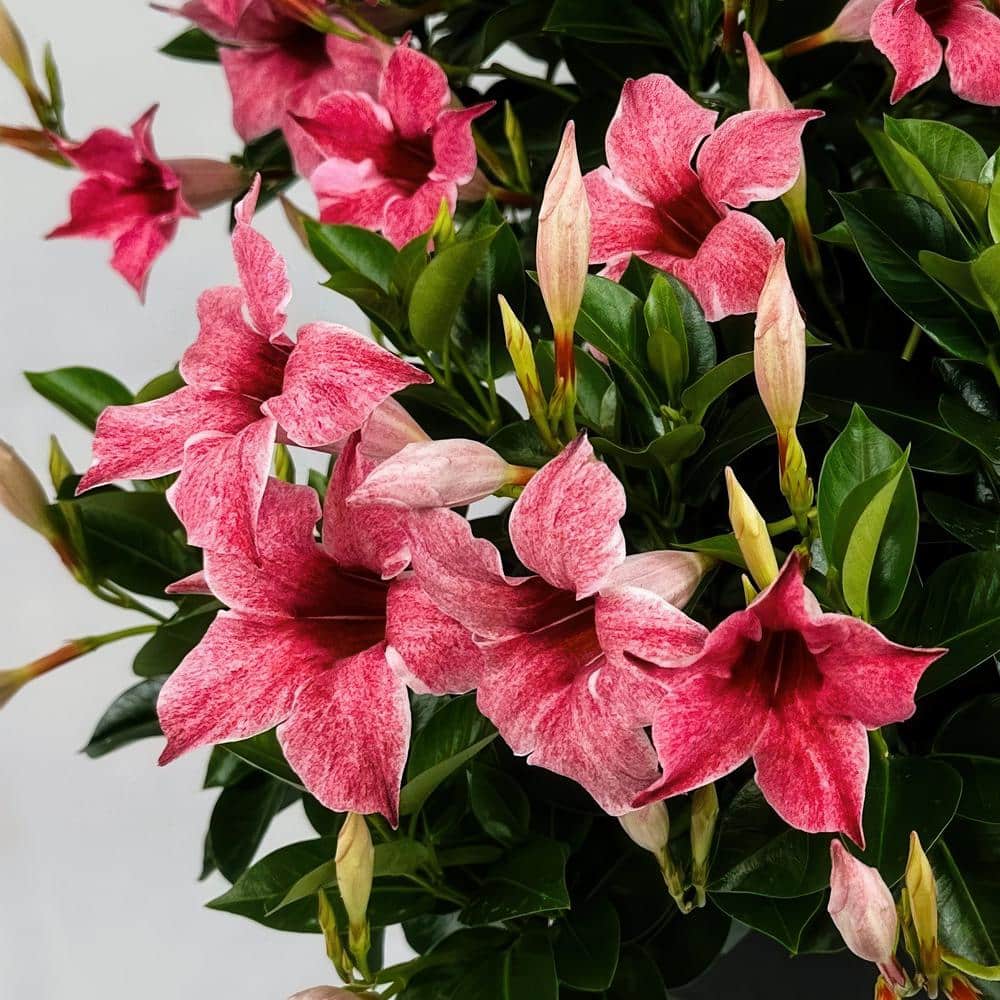 4 in. Mandevilla Mauvelous Summer Trumpet Vine Annual Plant with Mauve Flowers (3-Pack) - Hercitys