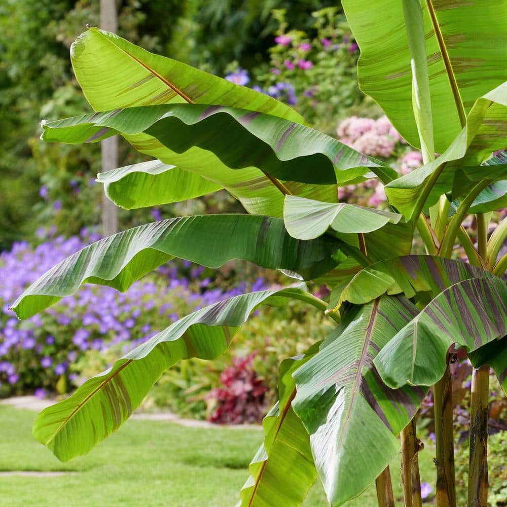 3.5 in. Banana Hardy Ever Red Perennial Plant - Hercitys