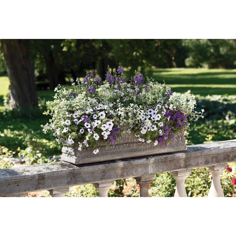 4.25 in. Eco+Grande, Angelface Blue Summer Snapdragon - Hercitys