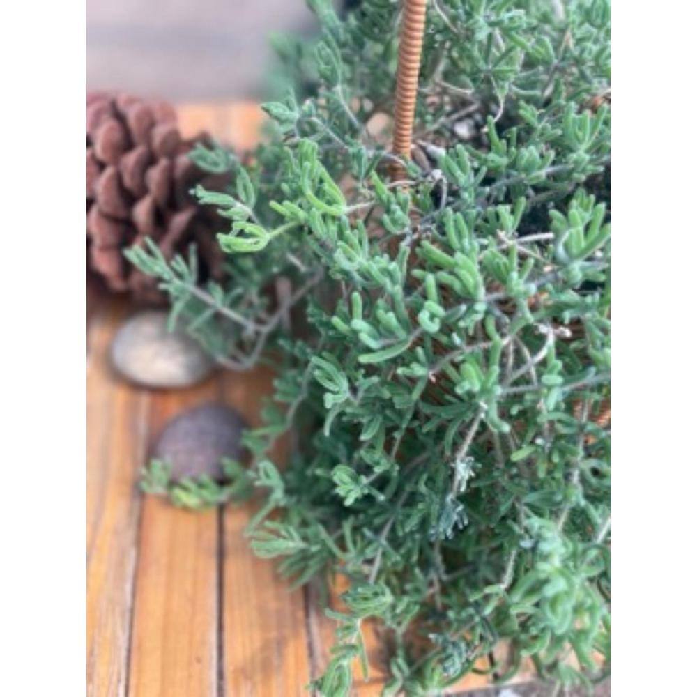 2-Piece Live Rooted Spreading Plant Pink Ice Plan, Dicrocaulon Ramulosum (L.Bolus) Ihlenf. - Hercitys