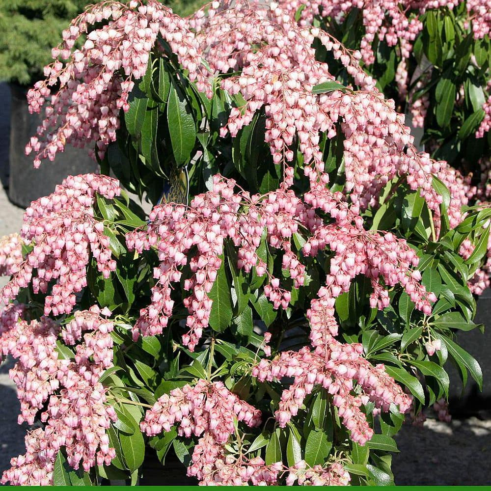 2 Gal. Katsura Pieris Live Shrub with Pink Flowers - Hercitys