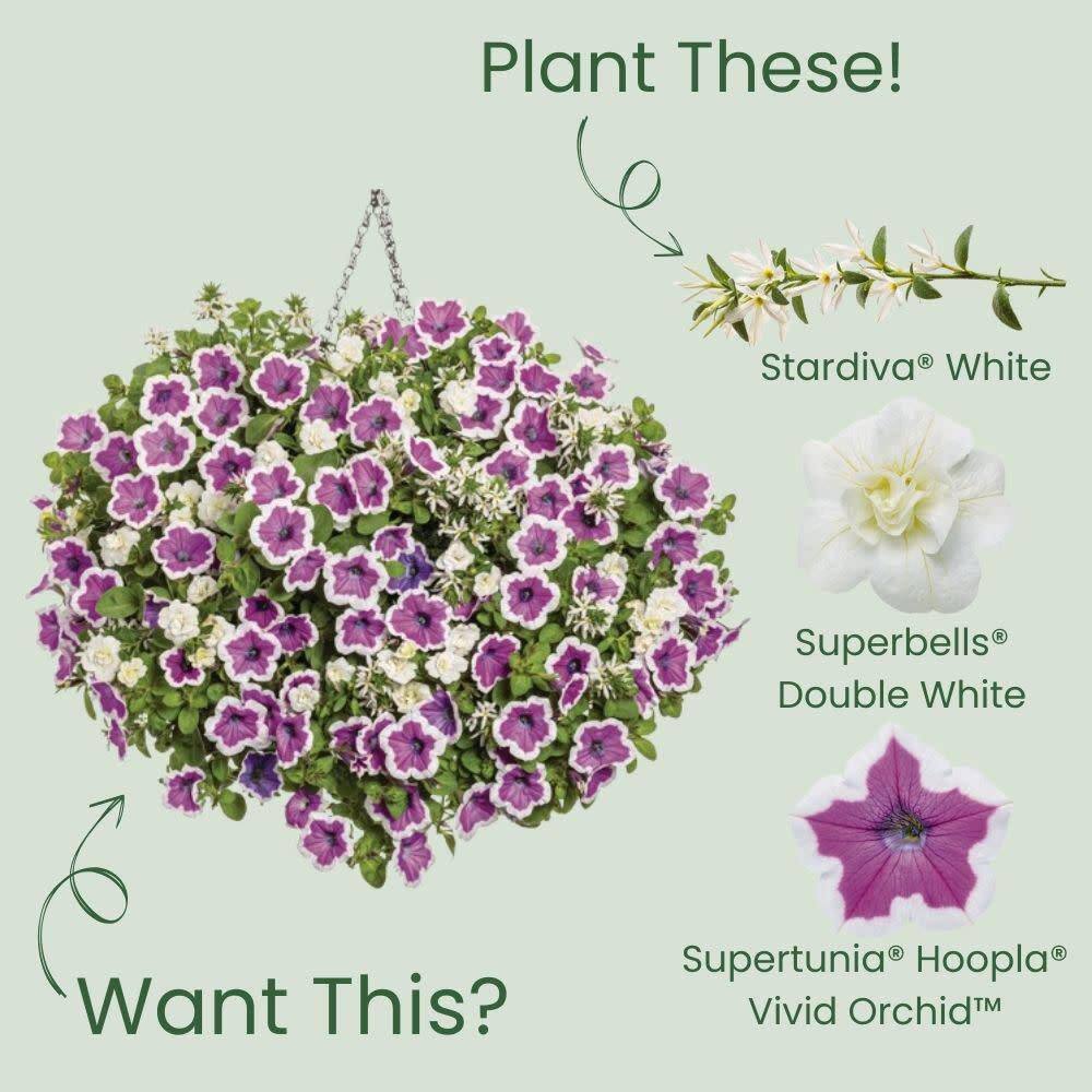 4.25 in. Eco+ Grande Stardiva White Fan Flower (Scaevola Aemula) Live Annual Plant with White Flowers 4-Pack - Hercitys