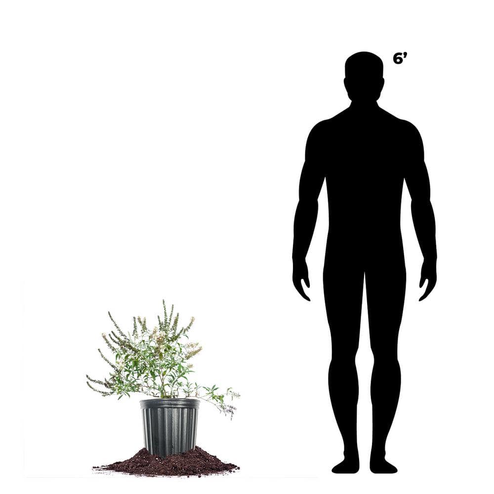 1 Gal. White Profusion Butterfly Bush in Grower’s Pot - Hercitys