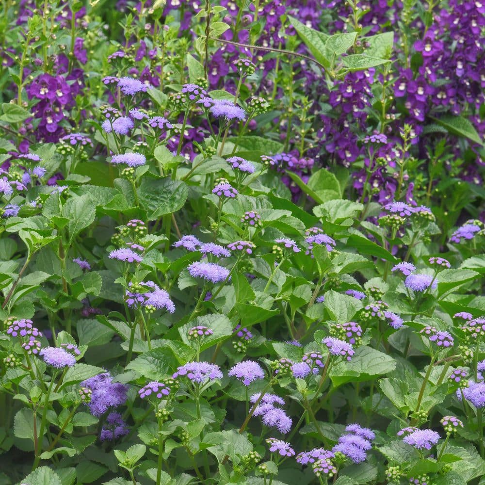 3.25 in. Ageratum Monarch Magic Floss Flower Perennial Plant with Purple Flowers (3-Pack) - Hercitys