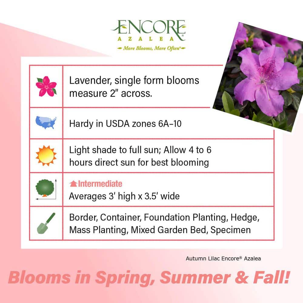1 Gal. Autumn Lilac Encore Azalea Shrub with Lavender Purple Reblooming Flowers - Hercitys
