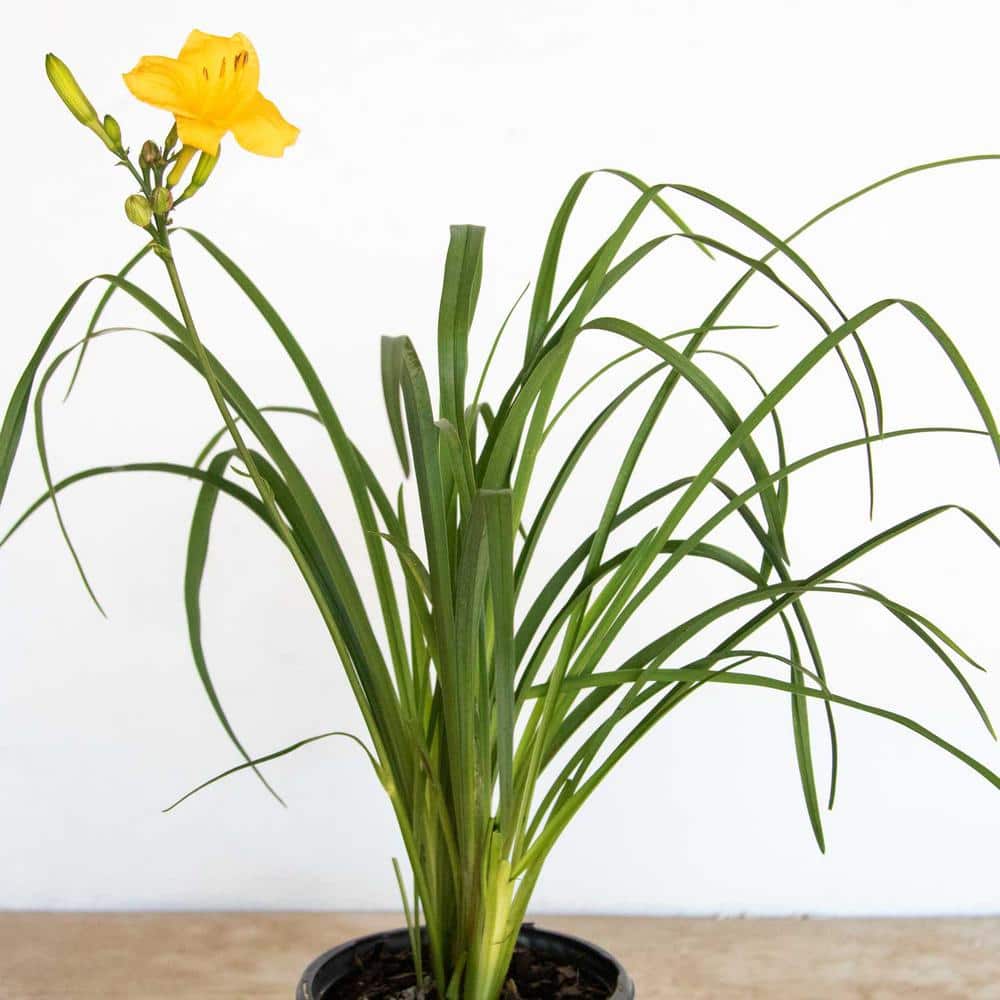 2.5 Qt. Evergreen Stella Golden-Yellow Live Perennial Daylily Plant, Fragrant and Trumpet-Shaped Flowers - Hercitys