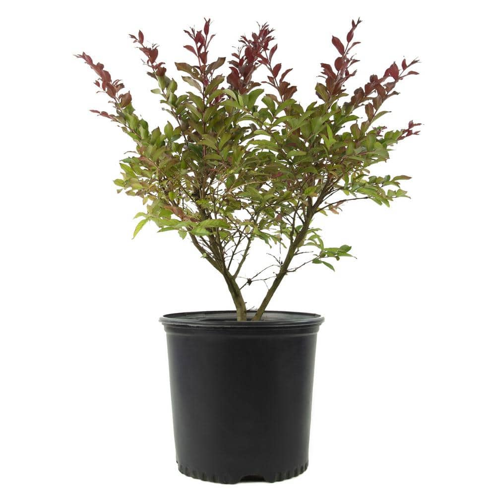 2.25 gal. Photinia Dynamo Red Shrub with White Flowers - Hercitys