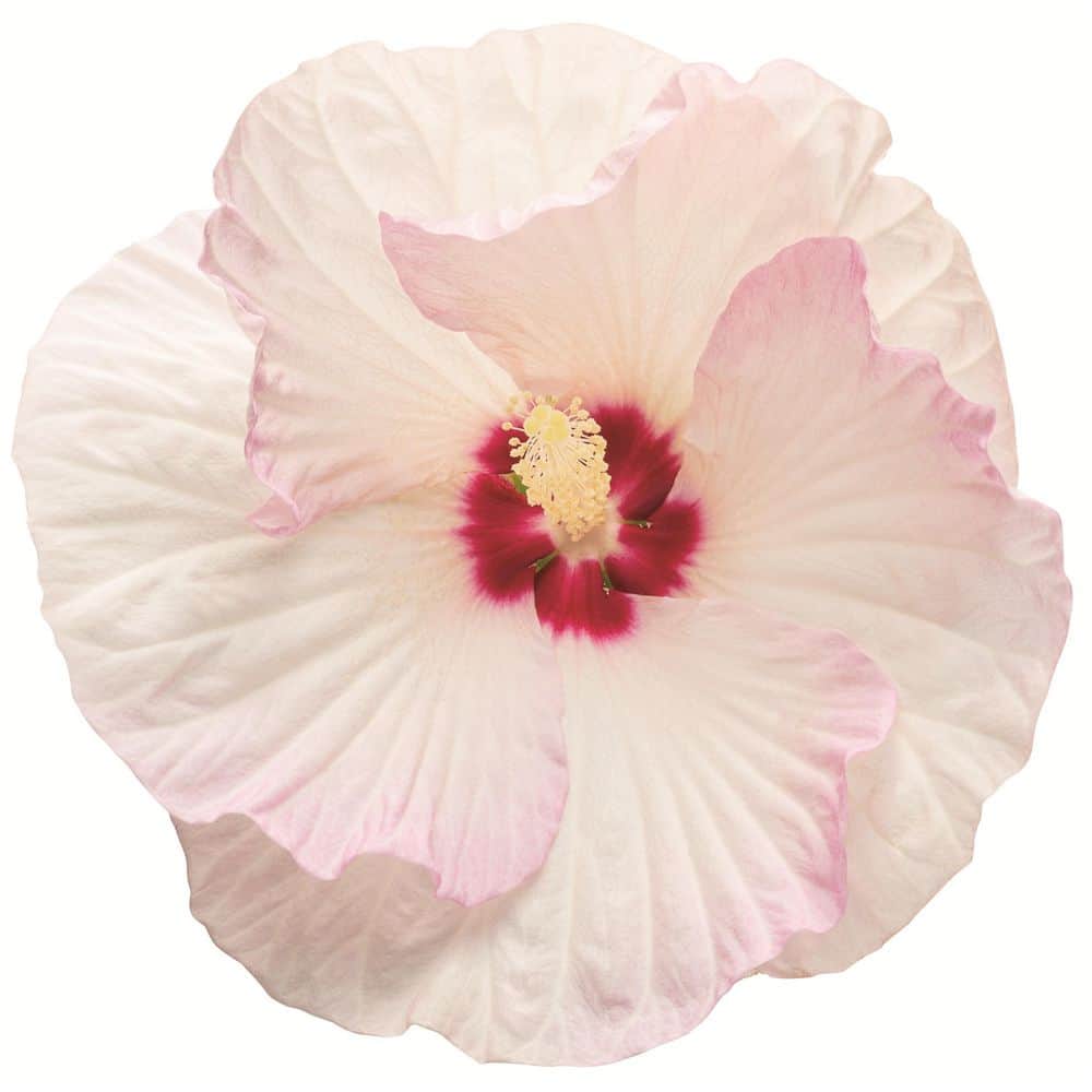 2 Gal. Summerific Ballet Slippers Rose Mallow (Hibiscus Hybrid) Live Perennial Plant with White Flowers - Hercitys
