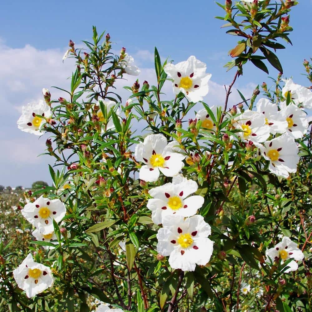 #5 Container Crimson-Spot Rock Rose Shrub(2-Pack) - Hercitys