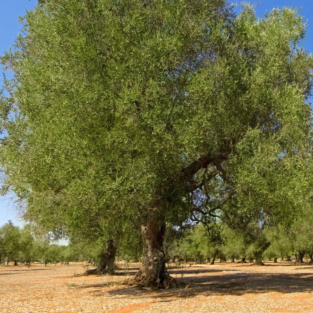 4 in. Olive Tree (3-Pack) - Hercitys