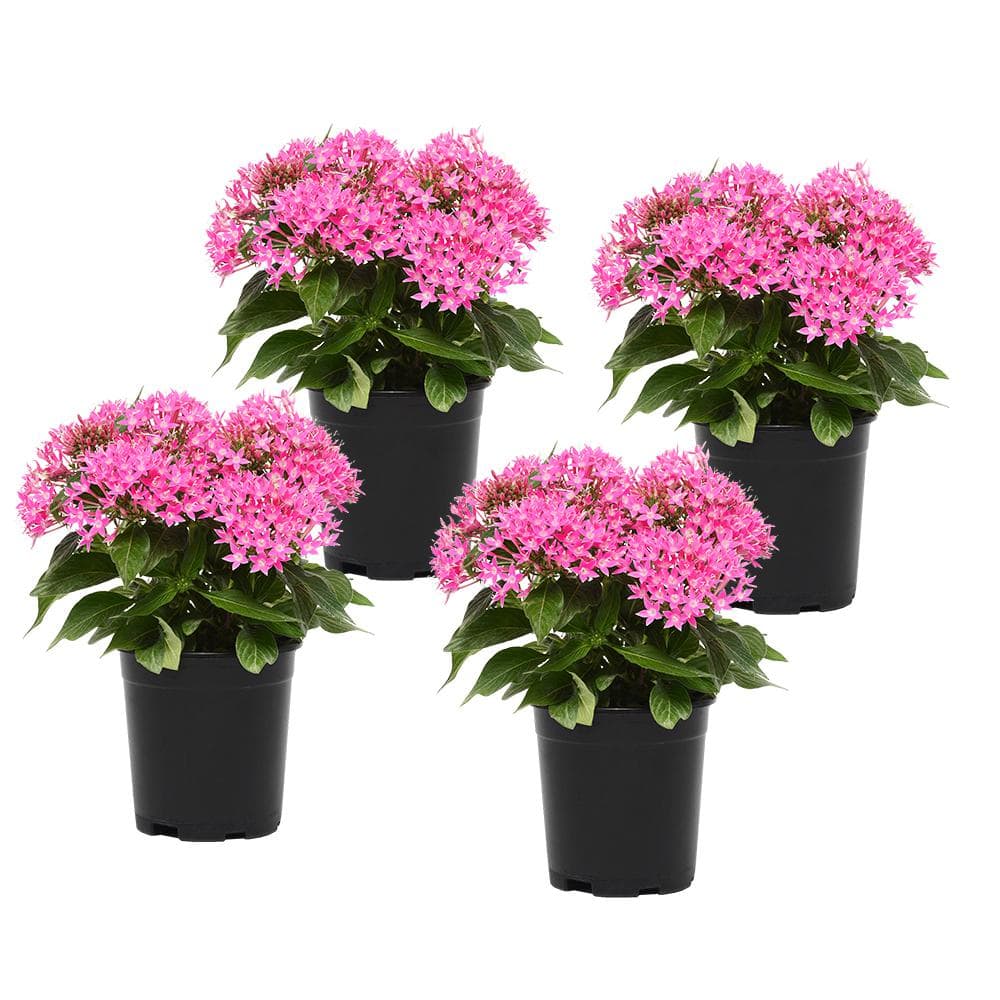 1 Qt. Pentas Pink Plant Collection (4-Pack) - Hercitys
