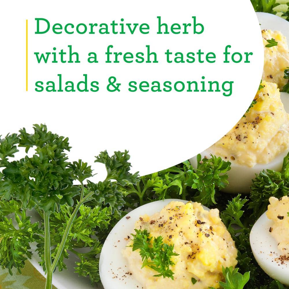 19 oz. Curled Parsley Herb Plant (2-Pack) - Hercitys