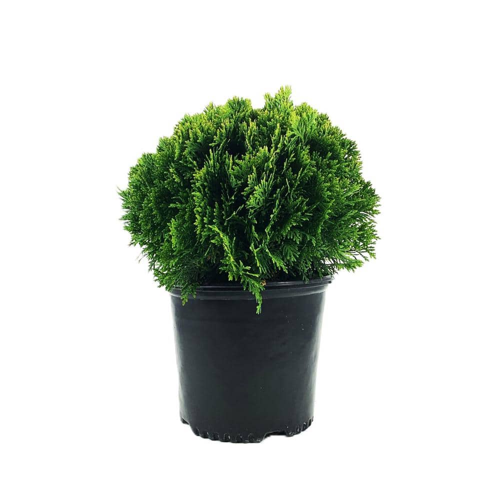 2.25 Gal. Thuja Danica Globe Arborvitae Evergreen Shrub (1 each) - Hercitys