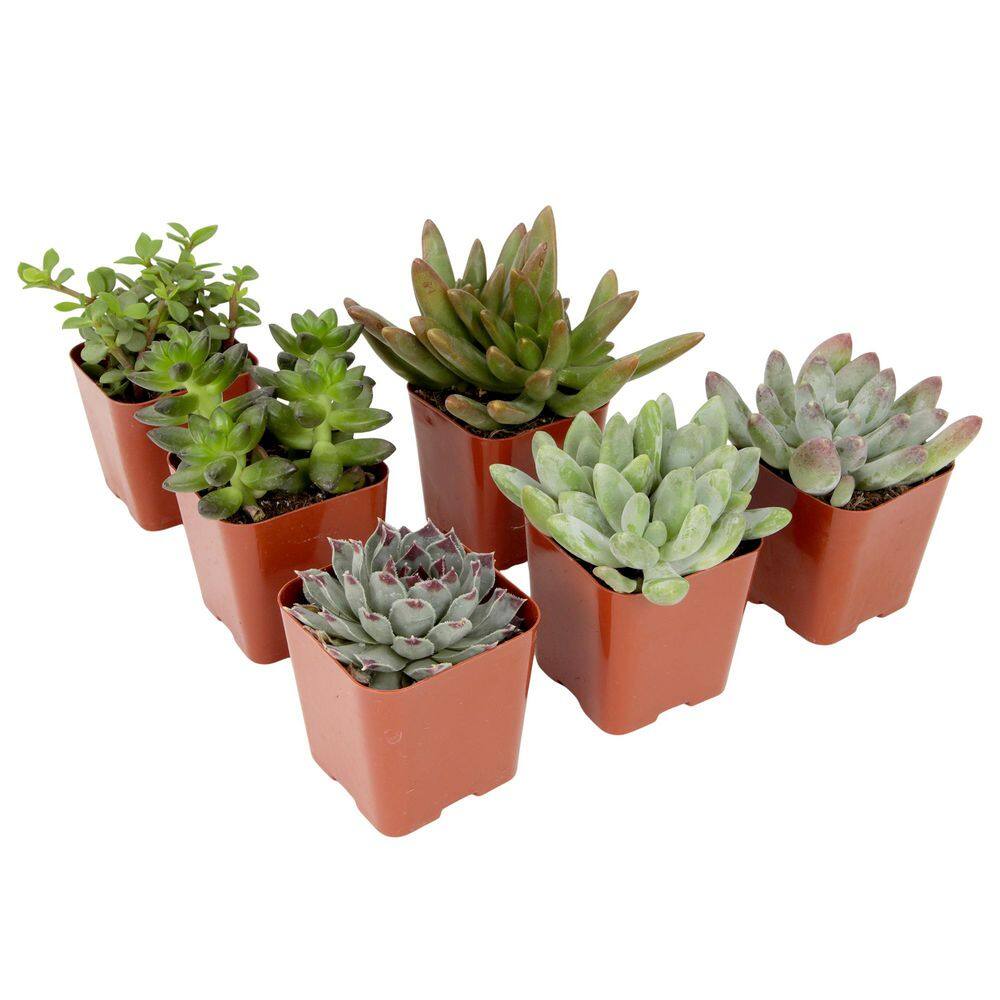 2IN Easy Care Live Succulent (6-Pack) - Hercitys