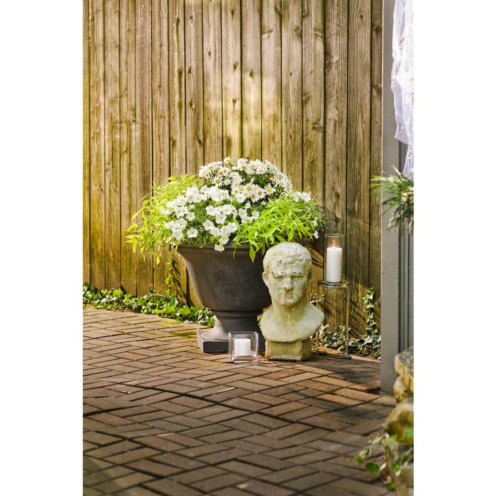 4.5 in. Qt. Amazing Daisies Daisy May Shasta Daisy (Leucanthemum) Live Plant, White Flowers - Hercitys