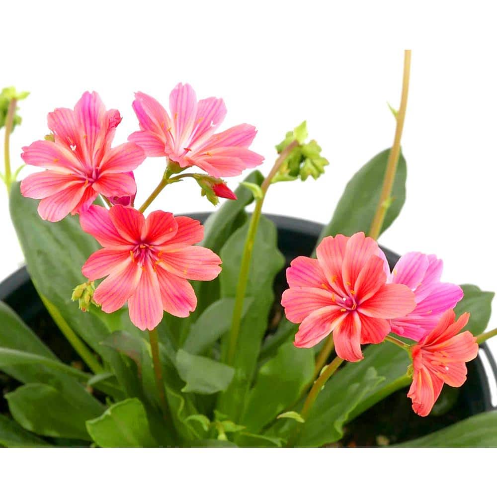 2.5 qt. Lewisia Perennial Plant with Orange Flowers (2-Pack) - Hercitys