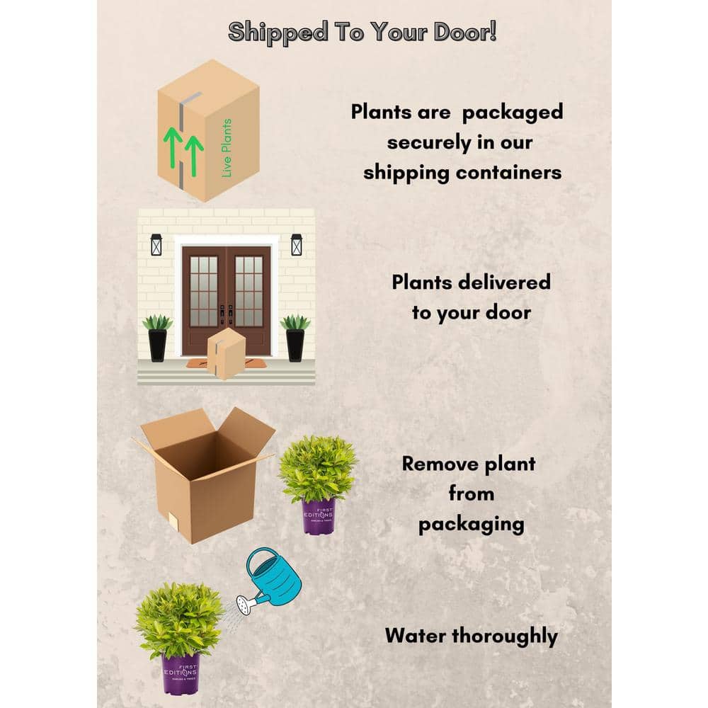 2 Gal. BananAppeal Small Anise Tree with Golden Yellow Foliage - Hercitys