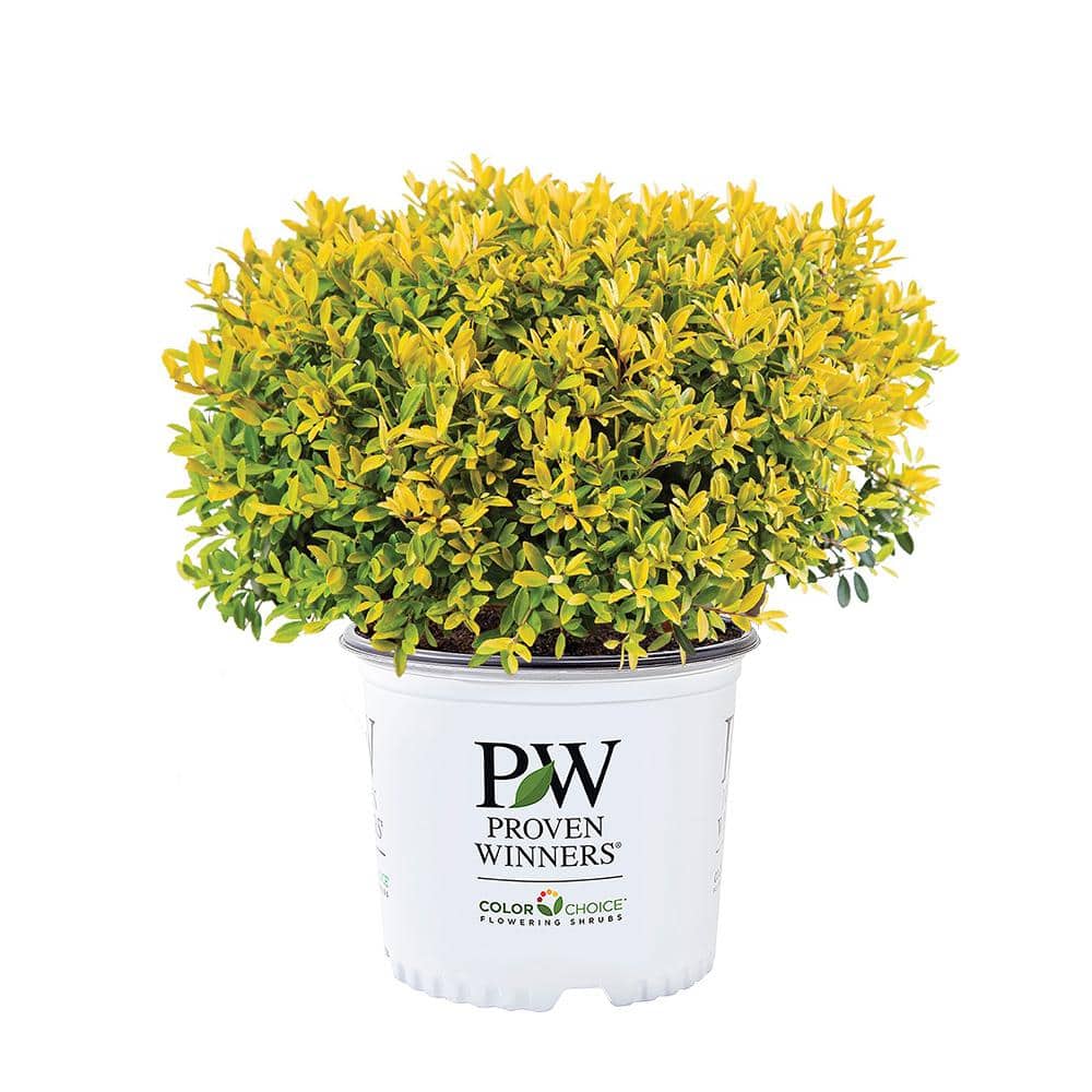 2 Gal. Glow Pop Holly Shrub - Hercitys
