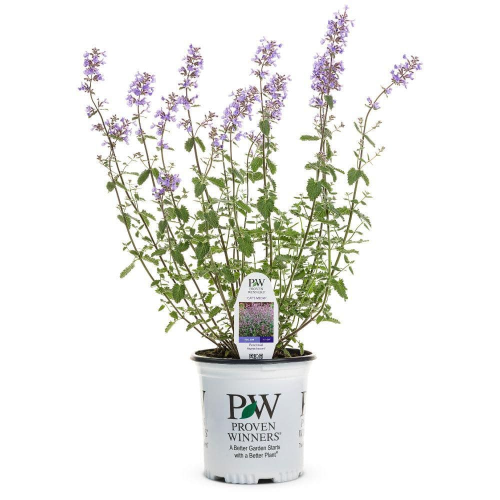 0.65 Gal. Cats Meow Catmint (Nepeta Fassenii) Live Perennial Plant with Blue Flowers - Hercitys
