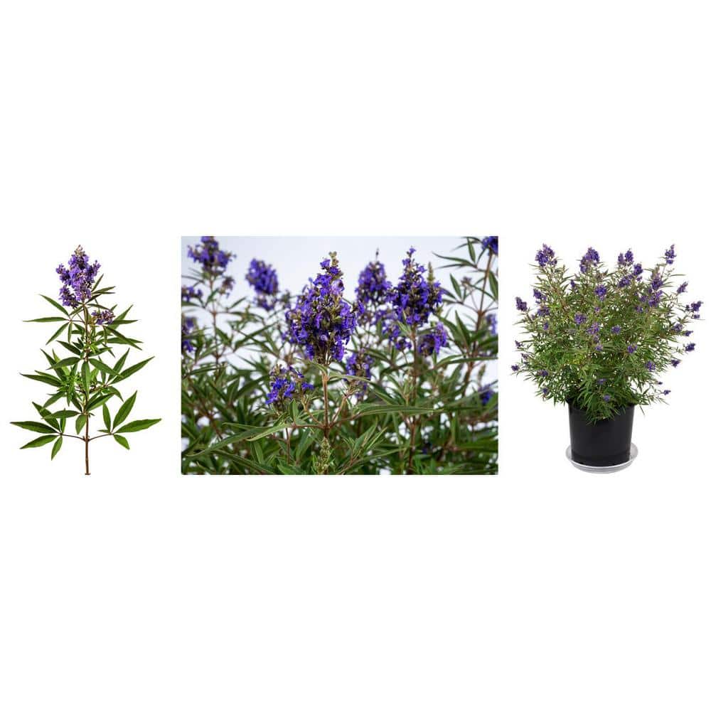 2 Gal. Busy Bee Vitex Flowering Shrub with Blue Blossoms - Hercitys