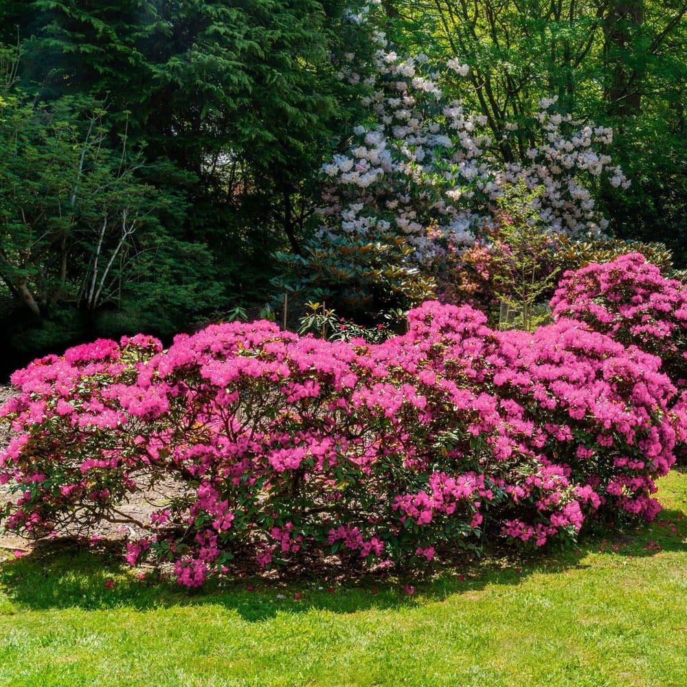 2.5 Quart Azalea ‘Rene Michelle’ Flowering Shrub with Pink Flowers - Hercitys