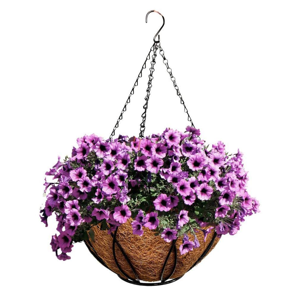 12 in. Steel Devon Hanging Basket with AquaSav Coconut Liner - Hercitys
