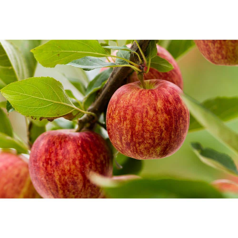 3 ft. Fuji Apple Tree with Expectional Fruit & Pollinating Capabilities - Hercitys