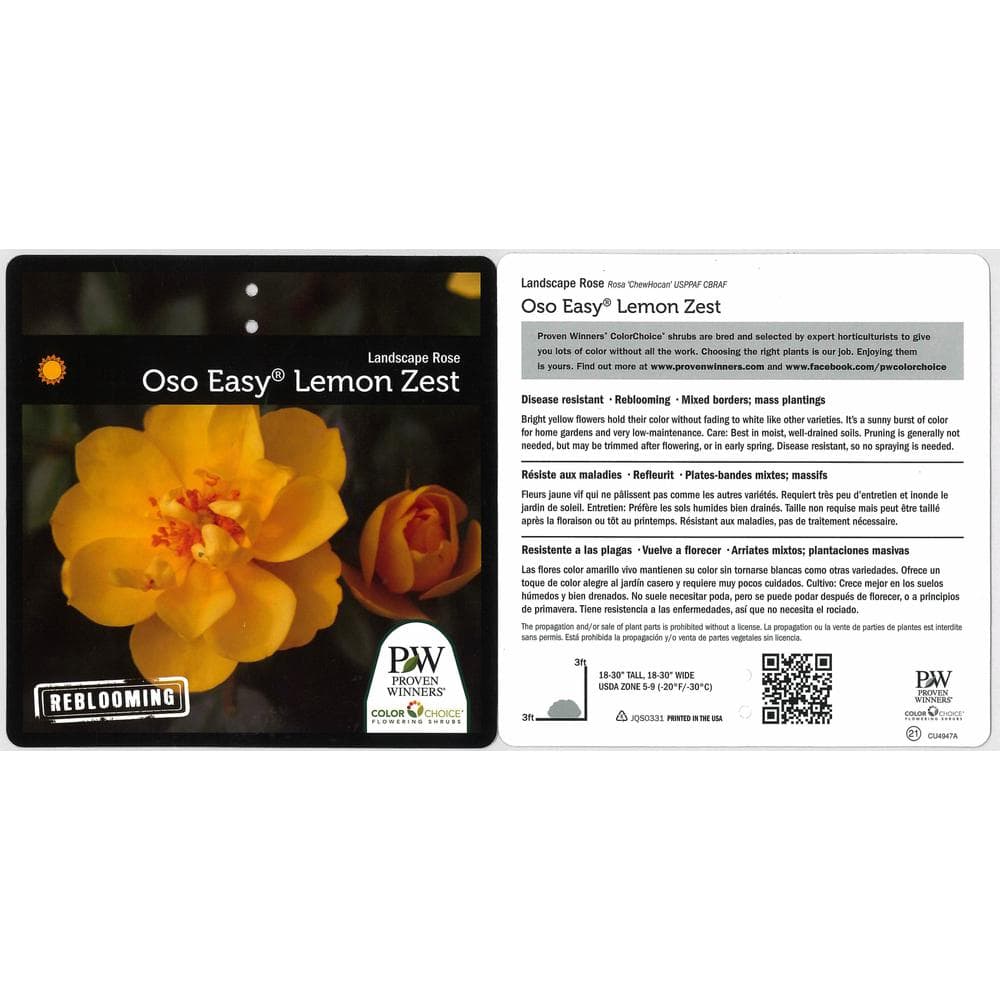 1 Gal. Oso Easy Lemon Zest Landscape Rose (Rosa) Live Shrub, Yellow Flowers - Hercitys