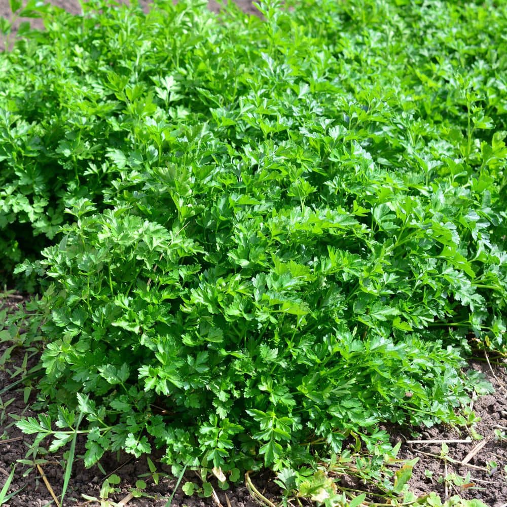 2.5 in. Parsley Italian Plant (3-Pack) - Hercitys