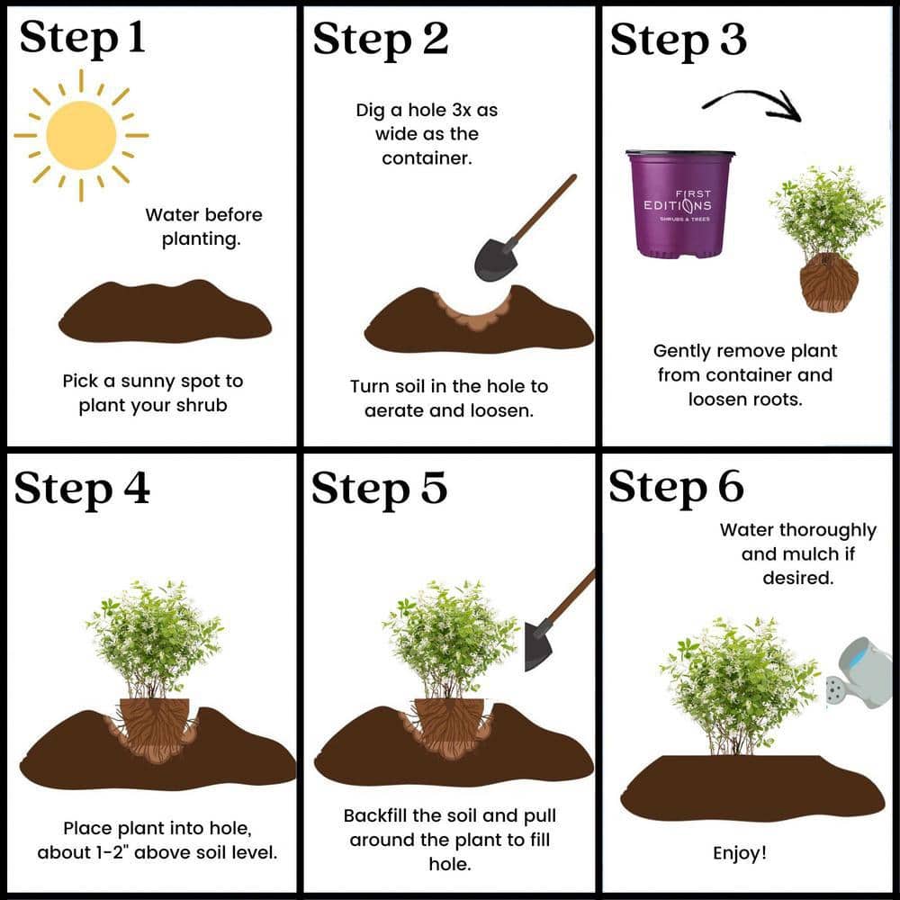 2 Gal. Lotus Moon Pearlbush Shrub with White Flowers - Hercitys