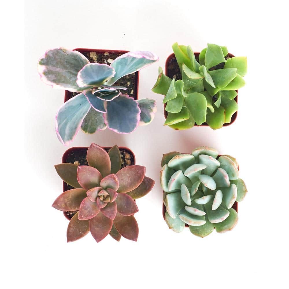2 in. Premium Pastel Succulent (Collection of 4) - Hercitys