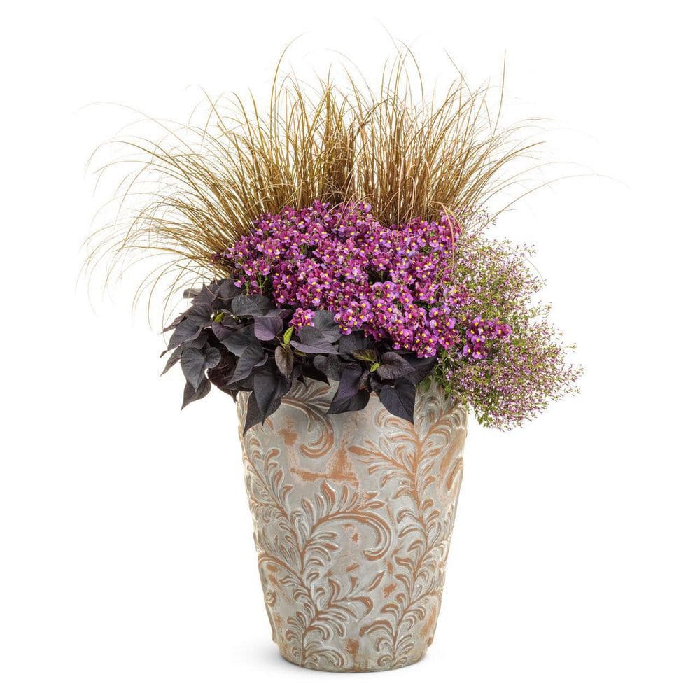 4.25 in. Eco+Grande Aromance Mulberry (Nemesia) Live Plant, Purple Flowers (4-Pack) - Hercitys